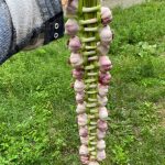 Fresh tomatoes for 2 years, no vinegar needed: the infallible method to make them last that long