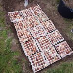 How to Braid Fresh Garlic