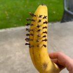 Taro Root: The Ancient Superfood Transforming Health and Sustainability