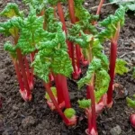 Stop buying ginger from store. Grow an endless supply at home in a pot