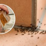 Puff Pastry Bites with Ham and Cheese: Easy, Crispy Party Snack