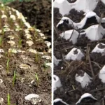 Sprinkle Cinnamon Around Seedlings: A Natural Way to Prevent Fungus Growth