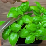 Place a Jasmine Plant Near Your Door – The Scent Does More Than You Think