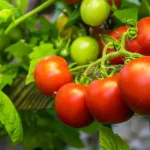 Unlocking the Benefits Why More People are Soaking Eggshells in Water