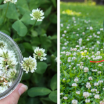 Mary Berry’s Chocolate Sponge Cake Copycat Recipe, Prince Harry’s Children’s Favorite!