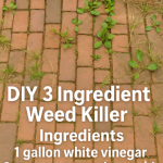 Adding only water when cooking rice is a big mistake. I will share with you the secret that hotels use