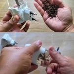 How To Get Rid Of Gnats