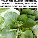 Grandma’s Classic Mojo Potatoes