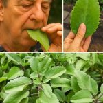 Tomatoes Hate Cucumbers: Secrets Of Companion Planting and Popular Planting Combinations