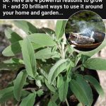 Rice Baby Oil Collagen Cream: Young Looking Wrinkle Free Skin