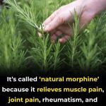 Handmade Backyard Hideaway