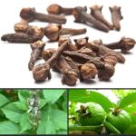 Can Lemon Seeds Help with Snake Bites? Experts Explain the Truth — and Safe First-Aid Steps You Should Know