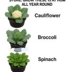 Christmas Light Cupcakes