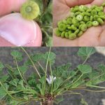 Benefits of Boiled Banana with Cinnamon