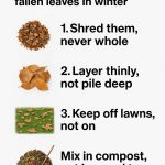 Say goodbye to bare branches. Revive your Christmas Cactus blooms with these simple hacks