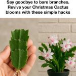 You are doing it all wrong. Here’s the right way to use fallen leaves in winter