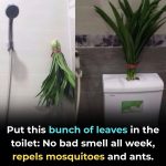 The Refrigerator Rubber Is Full of Dirt and Black Mold: Do This and It Will Be Clean in Just 5 Minutes