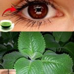 Four quick recipes Morning water