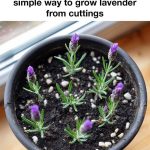 Four quick recipes Morning water