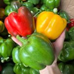 The Military Diet: Rapid Weight Loss in Just 3 Days