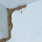 The Benefits of Sitting Against a Tree and Meditating Every Day