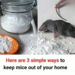 A Natural Way to Repel Mosquitoes and Insects with Cloves