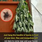 Over 200 People Are Killed by the “World’s Deadliest Food” Every Year — But Nearly 500 Million Still Eat It