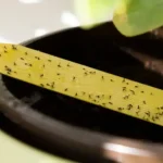 A Natural Way to Repel Mosquitoes and Insects with Cloves