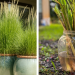 The Ultimate Herbal Eye Care Remedy: Keep Your Vision Healthy with This Simple DIY Solution