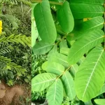 Why do women cross their legs when sitting? Psychological perspectives