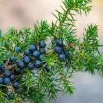 Be very careful if it comes out in your mouth, you are infected