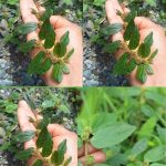 Discover the Leaf That Can Transform Your Health Naturally