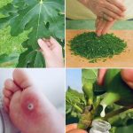 Some of the Benefits of Castor Leaves and the Seed