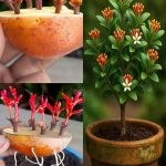 Fig Leaves: Surprising Benefits and Uses