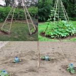 The Hidden Power of Pine Nuts: Benefits, Nutritional Strength, and How to Use Them