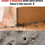 Never put saucers under your planters. Here’s why & what you should do instead