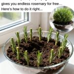 7 Handy Tips Every Woman Should Know About Cloves