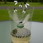 One Dough, Many ways