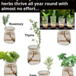 Why Do People Put Butter on a Date? The Ancient Energy Mix Making a Modern Comeback