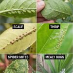 The Power of Clove Steam Inhalation (Respiratory Relief You Can Feel Immediately)