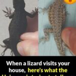 Broadleaf Plantain (Plantago major): Very Common, Very Powerful