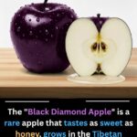 Pumpkin Seeds for Women and Men