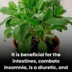 When you’re feeling under the weather the food you choose can play a pivotal role in your recovery