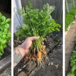 Tulsi Oral Health Benefits: Natural Protection Against Cavities, Gum Issues & Bad Breath