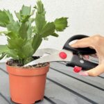 Did you know you can fight biodiversity loss with just an old bucket or sink