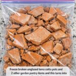 Got irises? 9 critical rhizome checks you must do this April before it’s too late