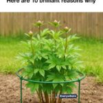 Blend cut up heavy duty green kitchen sponges and 2 other simple potting items and this turns into something completely unbelievable!