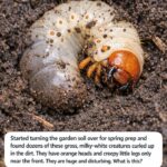 Blend cut up heavy duty green kitchen sponges and 2 other simple potting items and this turns into something completely unbelievable!