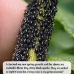 My grandpa taught me this trick to stop rats from nesting near the garden in just 4 mins with 0 effort. Here’s how it works