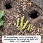 I checked my new spring growth and the stems are coated in these tiny, shiny black specks. They are packed so tight it looks like a living crust. Is my garden doomed?